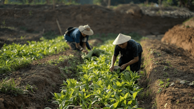 Memulai Usaha Tani dari Lahan Kecil